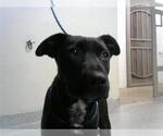 Small American Pit Bull Terrier-German Shepherd Dog Mix