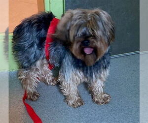 Mutt Dogs for adoption in Rancho Cucamonga, CA, USA