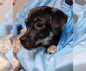 Chihuahua-Unknown Mix Dogs for adoption in Bakersfield, CA, USA