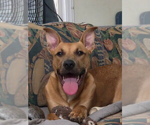 Mutt Dogs for adoption in Wyoming, MI, USA