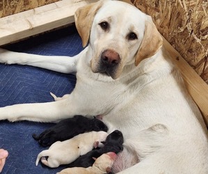 Mother of the Labrador Retriever puppies born on 01/23/2023