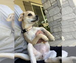 Small Photo #3 Chug Puppy For Sale in Santa Clarita, CA, USA