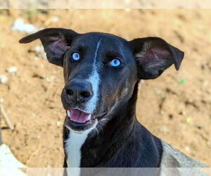 Siberian Husky-Unknown Mix Dogs for adoption in Anniston, AL, USA