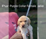 Puppy Purple Collar Labrador Retriever