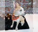 Small #2 Bulldog Mix