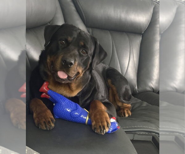 Medium Photo #12 Rottweiler Puppy For Sale in White Hall, AR, USA