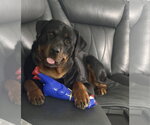 Small #11 Rottweiler