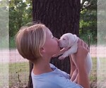 Small Photo #52 Dogo Argentino Puppy For Sale in JANE, MO, USA
