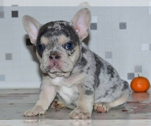 Medium French Bulldog