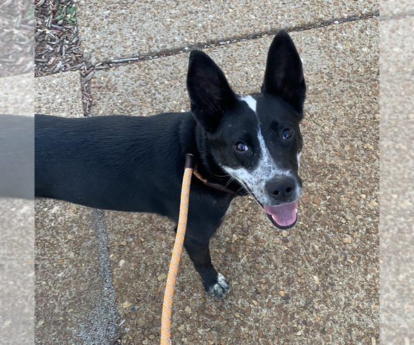 Medium Photo #2 Border Collie-Unknown Mix Puppy For Sale in Highland, IL, USA