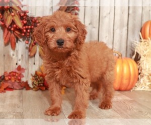 Goldendoodle-Poodle (Miniature) Mix Puppy for sale in MOUNT VERNON, OH, USA