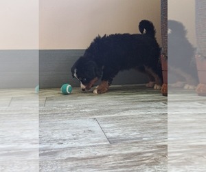 Bernese Mountain Dog Puppy for sale in BREMEN, IN, USA