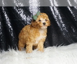 Small Photo #32 Poodle (Toy) Puppy For Sale in WARSAW, IN, USA