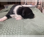 Small Photo #26 Australian Shepherd Puppy For Sale in YADKINVILLE, NC, USA