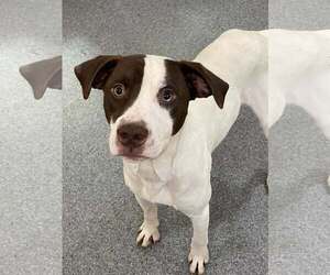 Labrador Retriever-Unknown Mix Dogs for adoption in Low Moor, VA, USA