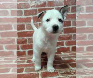 Mutt Dogs for adoption in Lakewood, CO, USA