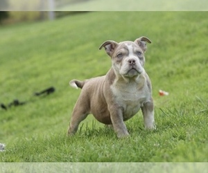 American Bully Puppy for sale in BELL GARDENS, CA, USA
