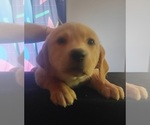 Small #17 Labrador Retriever