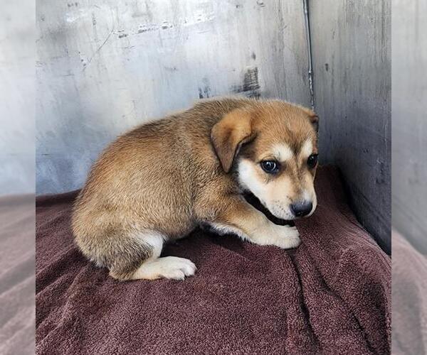 Medium Photo #1 Anatolian Shepherd-Unknown Mix Puppy For Sale in Conroe, TX, USA
