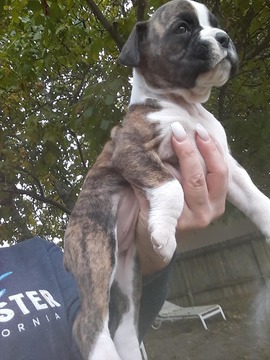 Medium Photo #6 Boxer Puppy For Sale in KENNEWICK, WA, USA