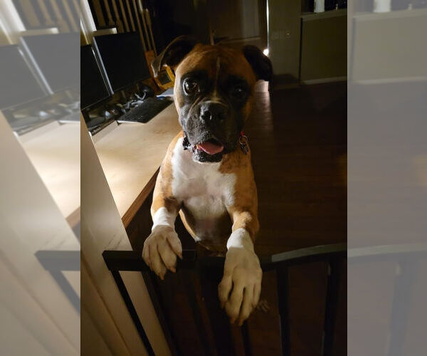 Medium Photo #3 Boxer Puppy For Sale in  Katy, TX, USA