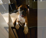 Small #2 Boxer