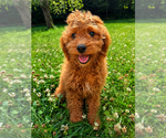 Small #17 Goldendoodle mix (+ Poodle Miniature)