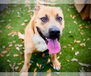 Labrador Retriever-Unknown Mix Dogs for adoption in Orlando, FL, USA