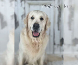 Father of the English Cream Golden Retriever puppies born on 05/17/2025