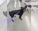 Small Labrador Retriever Mix