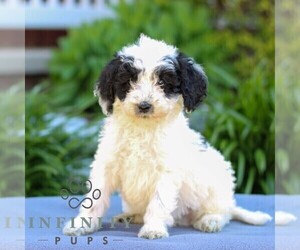 Poodle (Miniature) Puppy for sale in LITITZ, PA, USA