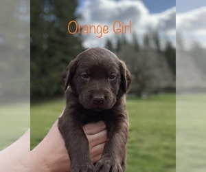 Labradoodle Puppy for sale in GRAND RONDE, OR, USA