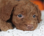 Small Photo #1 Goldendoodle Puppy For Sale in CRESTON, OH, USA