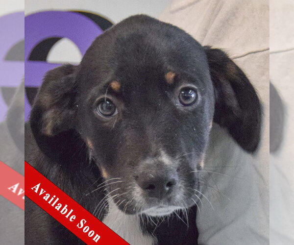 Medium Photo #1 Beagle-Unknown Mix Puppy For Sale in Huntley, IL, USA