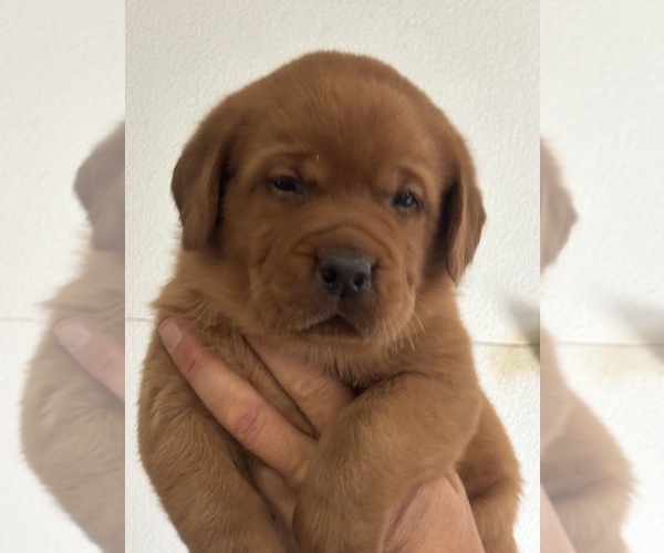 Medium Photo #1 Labrador Retriever Puppy For Sale in CORINTH, MS, USA