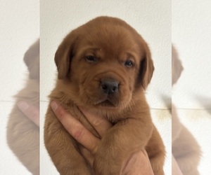 Labrador Retriever Puppy for sale in CORINTH, MS, USA