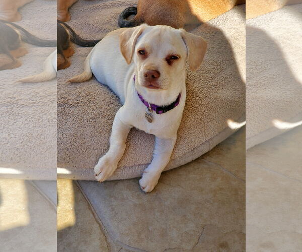 Medium Photo #3 Daug Puppy For Sale in Escondido, CA, USA