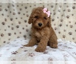 Small #1 Goldendoodle (Miniature)