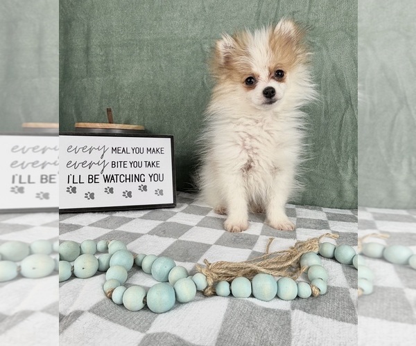 Medium Photo #5 Pomeranian Puppy For Sale in INDIANAPOLIS, IN, USA