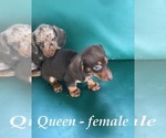 Image preview for Ad Listing. Nickname: Queen