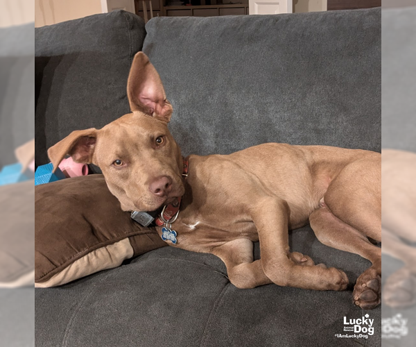 Medium Photo #3 Labrador Retriever-Unknown Mix Puppy For Sale in Washington, DC, USA