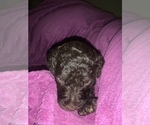Small Photo #12 Poodle (Standard) Puppy For Sale in LEXINGTON, SC, USA