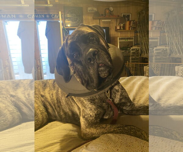 Medium Photo #2 Mastiff Puppy For Sale in McMinnville, OR, USA