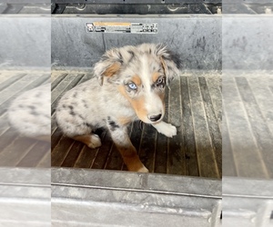 Australian Shepherd Puppy for sale in SIGEL, IL, USA