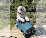 Small Photo #1 Miniature Bernedoodle Puppy For Sale in GOSHEN, IN, USA