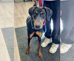 Small Doberman Pinscher