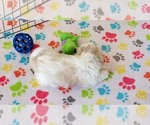 Small #10 Shih Tzu
