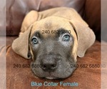Small #4 Cane Corso
