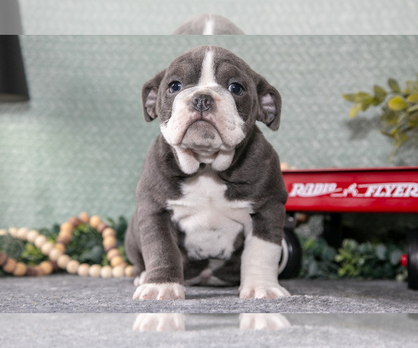 Medium Photo #1 Victorian Bulldog Puppy For Sale in MILLERSBURG, IN, USA