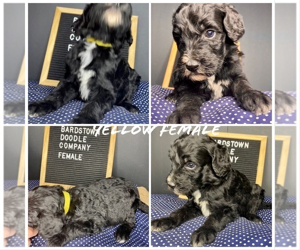 Medium Photo #7 Sheepadoodle Puppy For Sale in BARDSTOWN, KY, USA